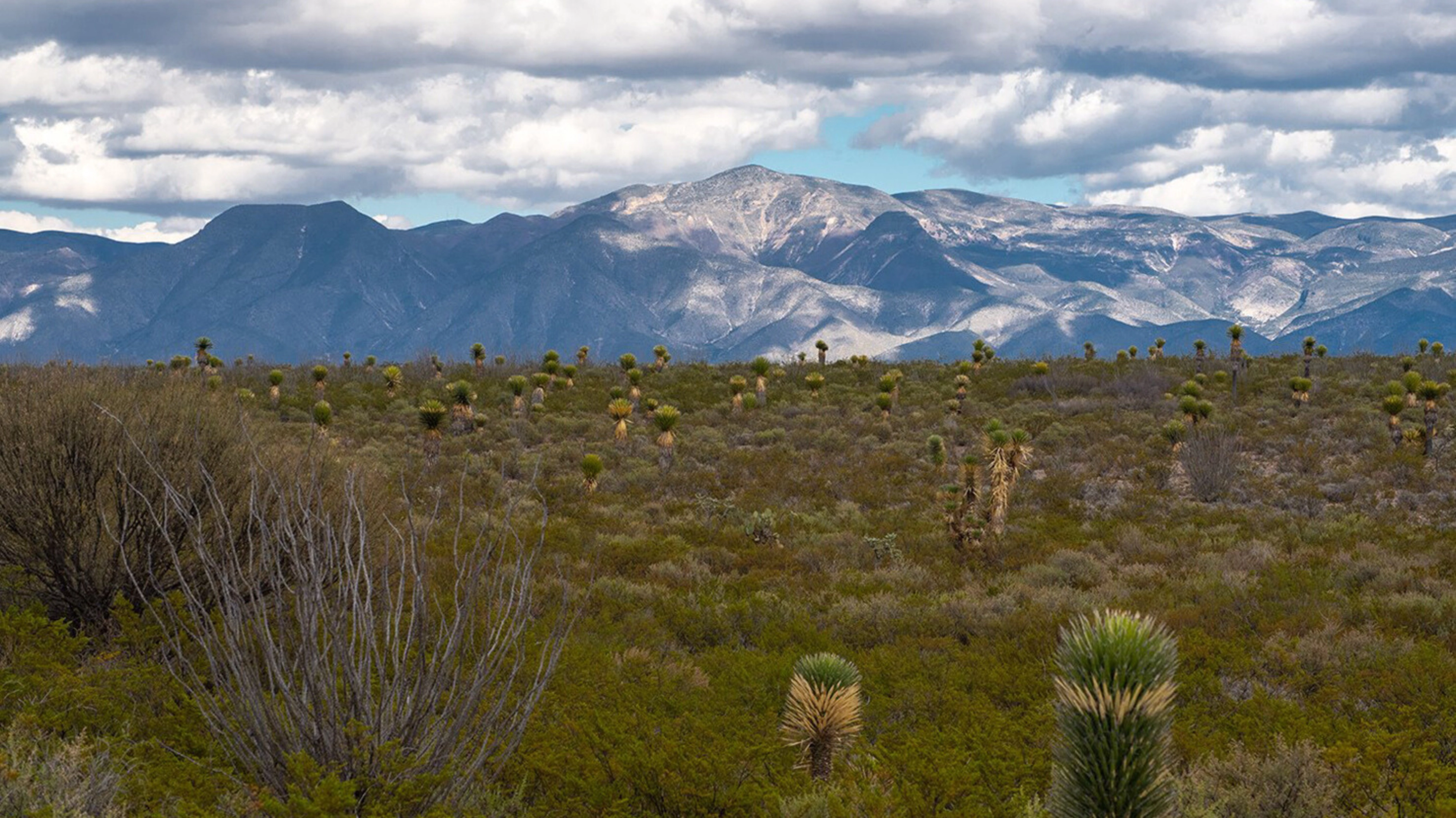A landscape with small succulents and snow-covered mountains in the background.